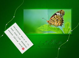 八月未央，致竹子1975 一場(chǎng)圖文設(shè)計(jì)的原創(chuàng)之約